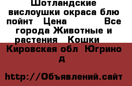 Шотландские вислоушки окраса блю пойнт › Цена ­ 4 000 - Все города Животные и растения » Кошки   . Кировская обл.,Югрино д.
